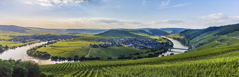 The wines of the Moselle