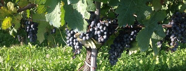 Il Nebbiolo, elegante vitigno autore di grandi vini